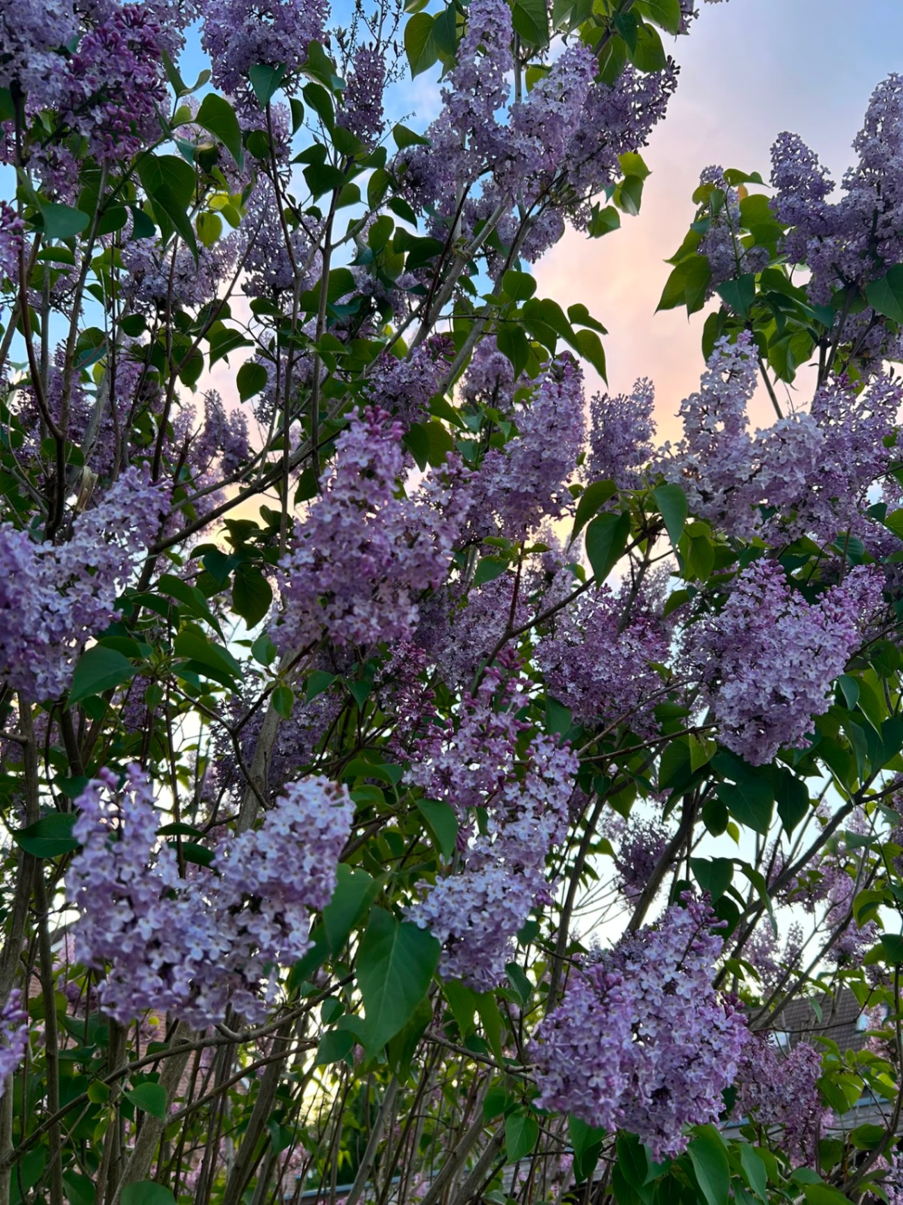 Fliederblüte im Abendhimmel